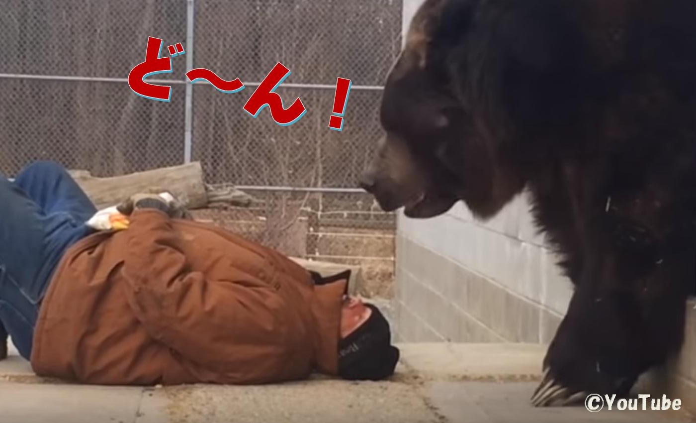 とにかくデカい コディアックヒグマのジンボくん プレデターtv 肉食獣動画