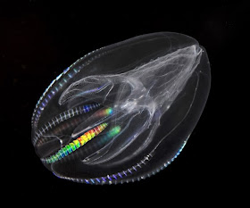 Comb Jelly