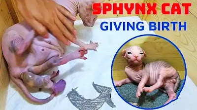 nurturing-to-newborn-sphynx-kittens1