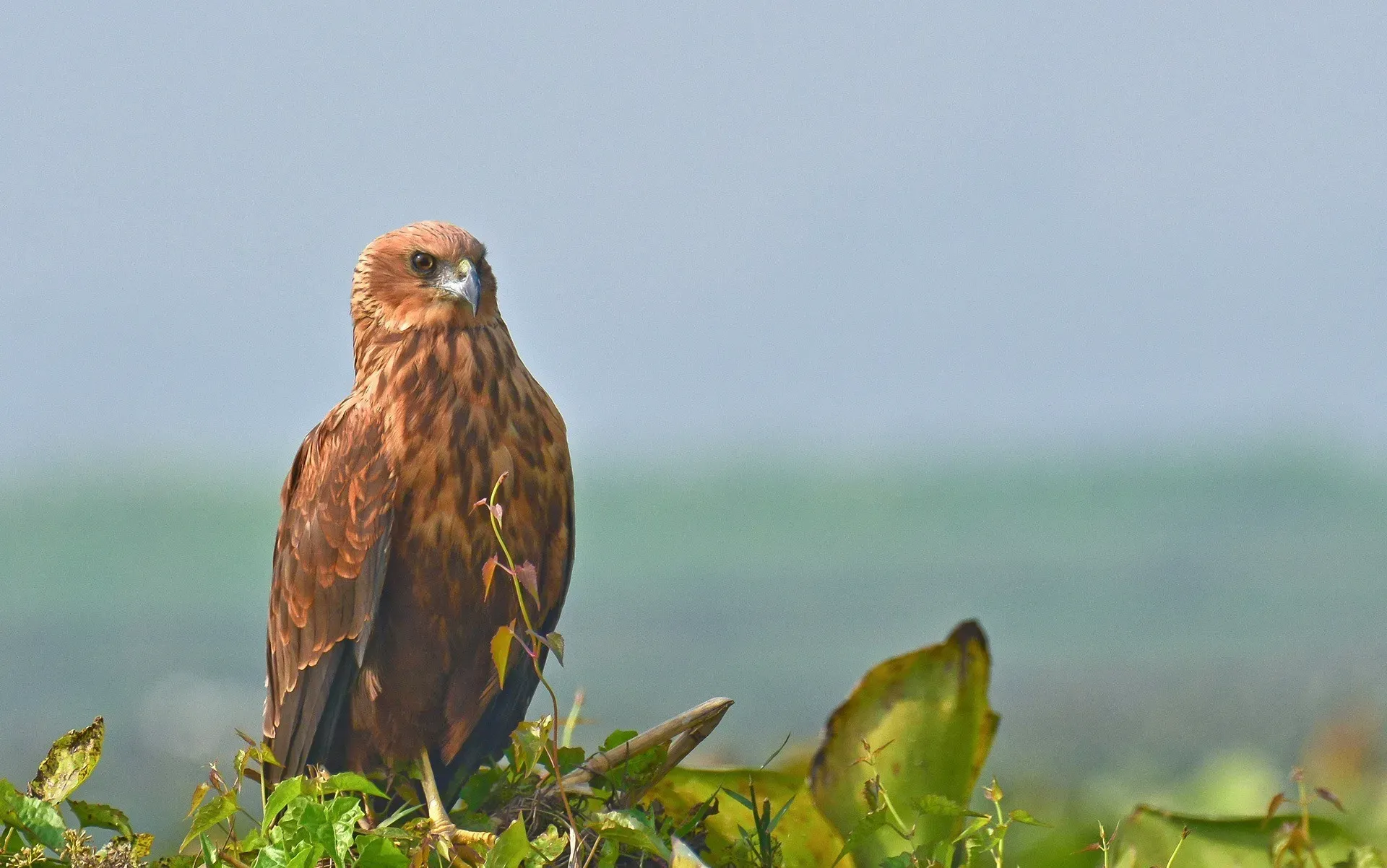 migratory birds in Purbasthali