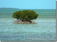 Mangrove