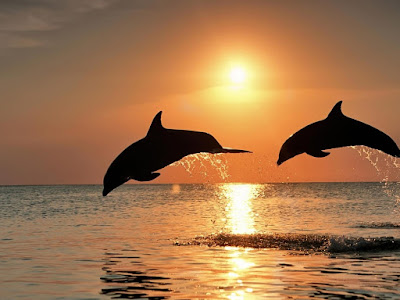 foto de delfines con sombra