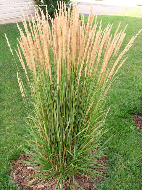 Reed Plants Benefits for Health