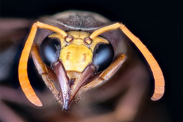 Интересные факты о насекомых. Рот у насекомых