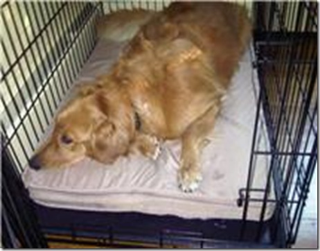 Miley in crate