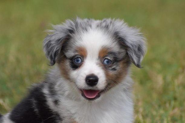 Chien Berger Australien Toy: prix, caractère, élevage et taille adulte