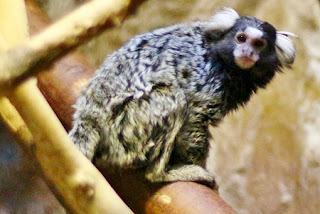 Marmoset