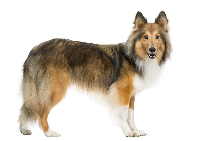 "Elegant Shetland Sheepdog standing proudly with a beautiful flowing coat, showcasing its intelligence and grace as a herding breed."