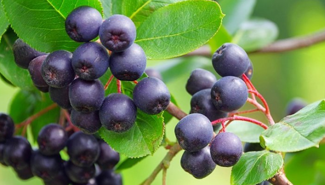 Benefits of Acai Berry for Body Health