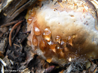 Ischnoderma resinosum, Resinous Polypore. (?)