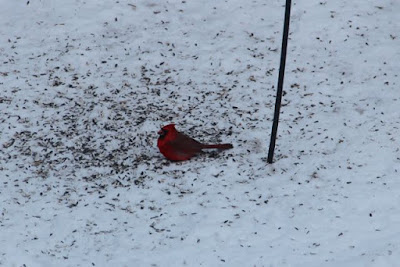 male Cardinal with sunflower seeds on snow