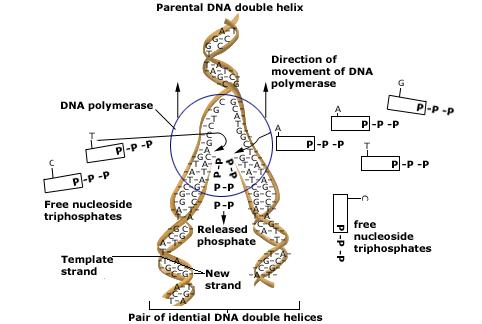 Dna Replication Structure And Diagrams