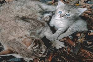 Kucing Tidak Mau Makan Setelah Melahirkan