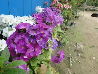 Godaveri