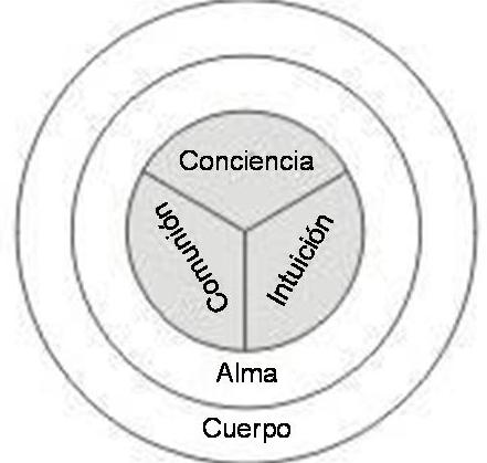 partes del corazon. Por consiguiente, el corazón