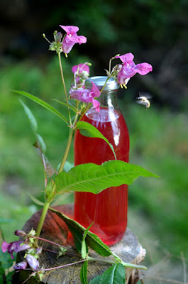 Dunkelroter Springkrautblütensirup in einer Flasche.