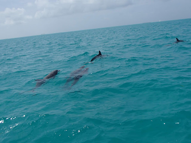 dolphins