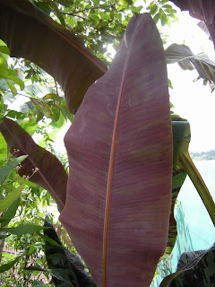 bibit pisang merah ungu pisang buah buahan bibit pohon 