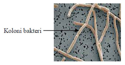 lactobacillus bulgaricus