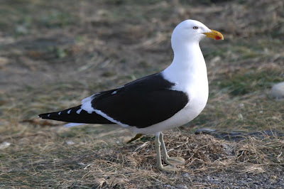 Gaviota cocinera Larus dominicanus