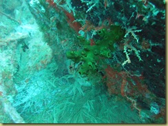 Soft Corals 3