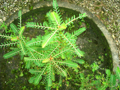 LI NA HERBS: August 2008