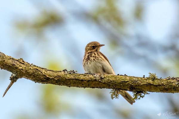 Tree pipit