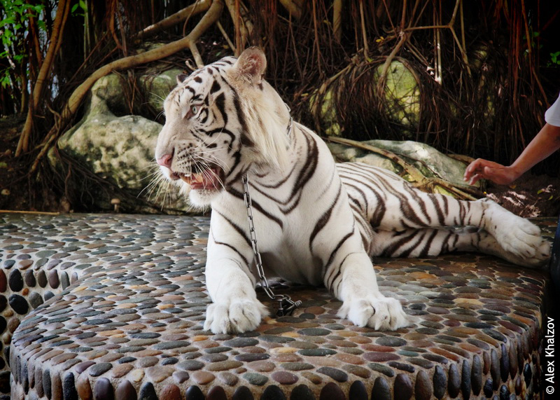 Белый тигр в Паттайе