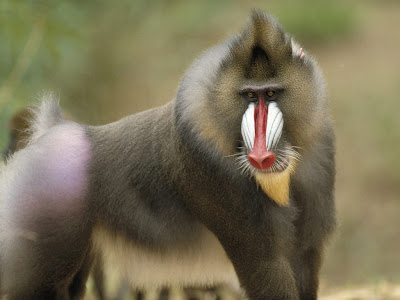 Zoo Animals Baboon wallpaper