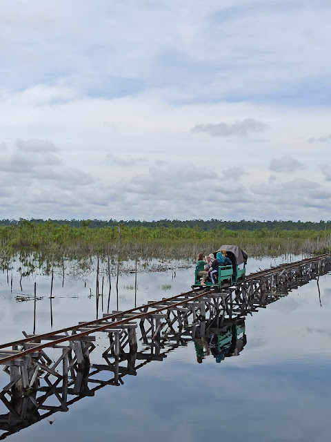 kereta roli di taman nasional sebangau