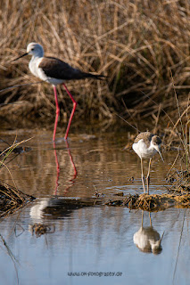 Wildlifefotografie Neretva Delta Stelzenläufer Olaf Kerber