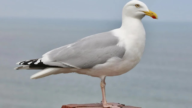 European Herring Gull