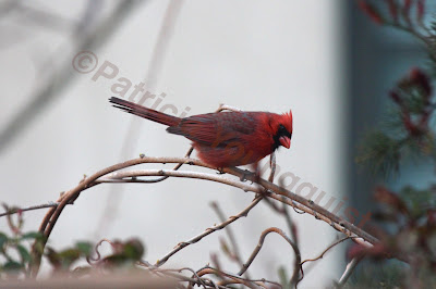 Words In Our Beak’s goal is to open readers to a simple understanding of the winged world and their environment. Set in a rooftop urban garden in New York City, my story is told in the voice of Cam, a female cardinal, who visits it. Words In Our Beak is directed to children and adults who are curious about birds, and want to learn about them from a unique perspective. The book includes hundreds of images of flora and fauna, links to movies, as well as to informative narratives that have been created by the author.  Now in Apple’s iBooks store @ https://itunes.apple.com/us/book/words-in-our-beak/id1010889086?mt=11