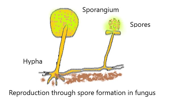 Class 7 Science Chapter 12 Reproduction In Plants Additional Exercises In Line With Ncert Book Cbse Syllabus