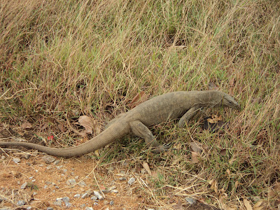 guana - iguana