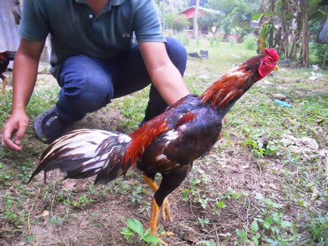  Gambar  Ayam  Pama  Gambar  06