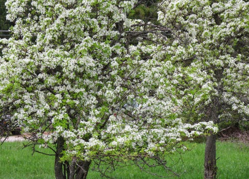 pear blossoms