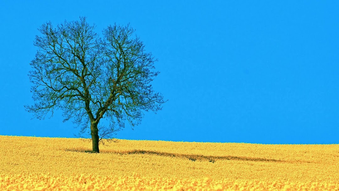 Field Tree hd wallpaper