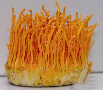 Cordyceps Mushroom Pure Culture Supplier Company in Trinidad and Tobago