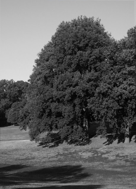 Black and white pic of Prospect Park Brooklyn