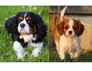 Cavalier King Charles Spaniel - These dogs are known for their gentle and affectionate nature. They are great with children and other pets, making them ideal for families living in apartments.