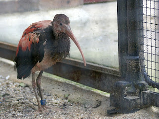 Eudocimus ruber - Ibis rouge