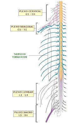 nervios torácicos y plexos cervical, braquial, lumbar y sacro.