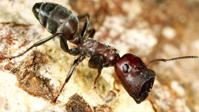 Semut Peluru, Semut dengan Sengatan Paling Mematikan
