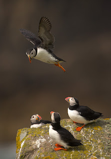 How to photographing Wildlife in Easliy Way