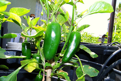 Hot Big Guy Peppers at Alejandro Pepper Farm