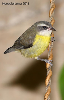 birds Bananaquit