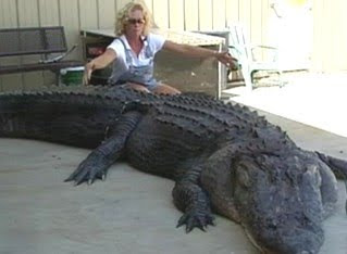 Woman Caught 900-Pound Gator