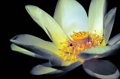 American Lotus (Nelumbo lutea)