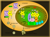 androgen_receptor